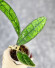 Hoya Clemensiorum Borneo #004 