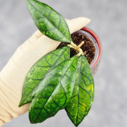 Hoya Clemensiorum Sarawak #002  