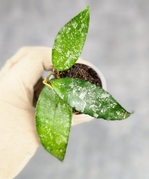 Hoya Caudata Aceh Hoya Caudata Aceh