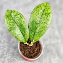 Hoya Kalimantan Silver 