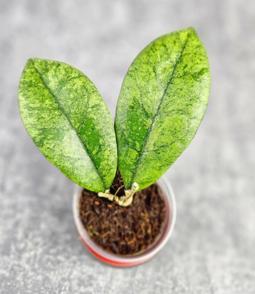 Hoya Kalimantan Silver Hoya Kalimantan Silver