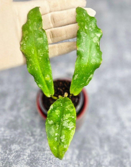 Hoya Undulata Army 