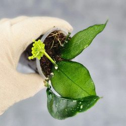 Hoya Sp Megatan East Java  