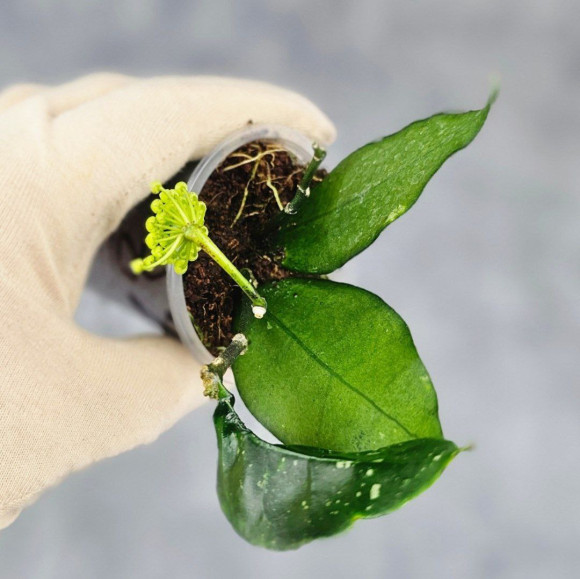 Hoya Sp Megatan East Java Hoya Sp Megatan East Java