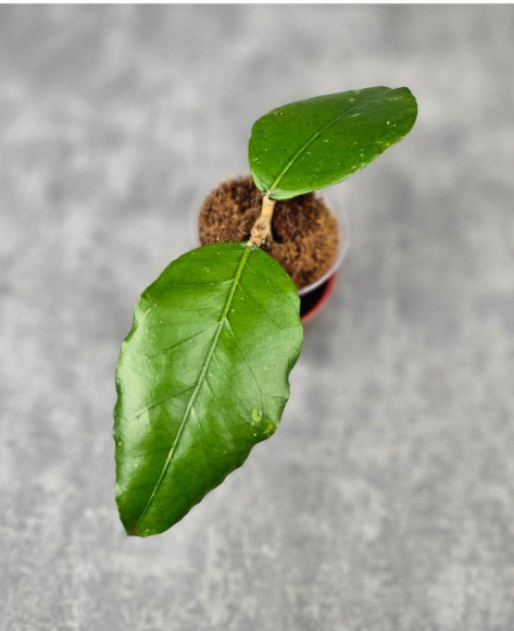 Hoya Sp. Aceh Canoe Hoya Sp. Aceh Canoe