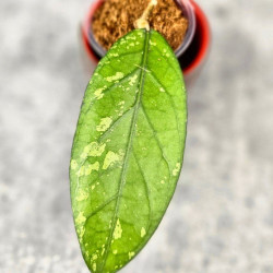 Hoya Sp. Aceh Sarami 