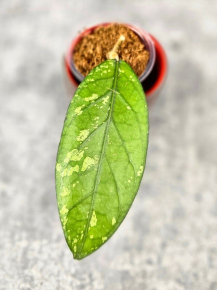 Hoya Sp. Aceh Sarami Hoya Sp. Aceh Sarami