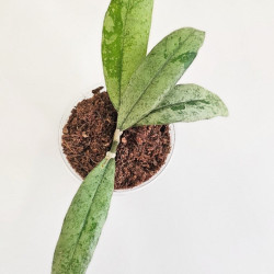 Hoya Sp. North Sumatra Silver 