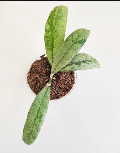Hoya Sp. North Sumatra Silver 