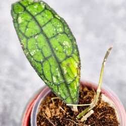 Hoya Clemensiorum Aceh #025                                                                    