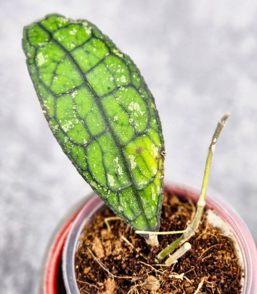 Hoya Clemensiorum Aceh #025                                                                    