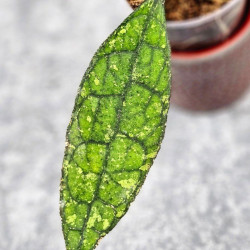 Hoya Clemensiorum Aceh ar #111