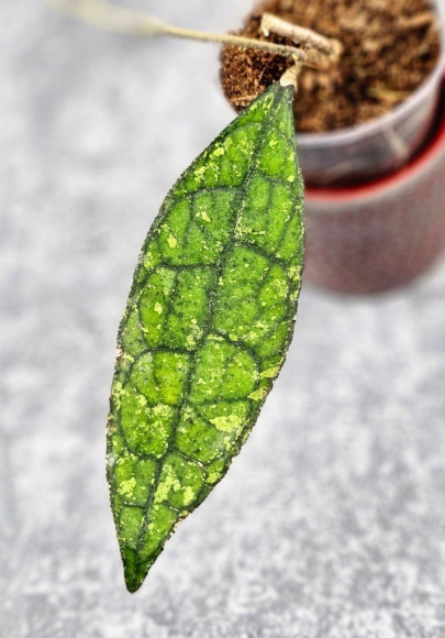 Hoya Clemensiorum Aceh ar #111