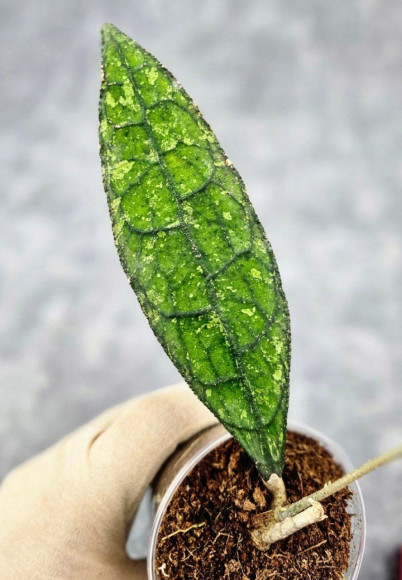 Hoya Clemensiorum Aceh ar #111