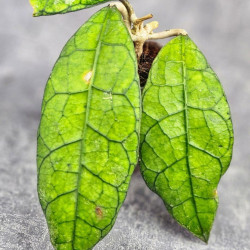 Hoya Clemensiorum Borneo #004  