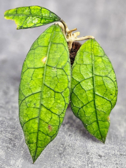 Hoya Clemensiorum Borneo #004  