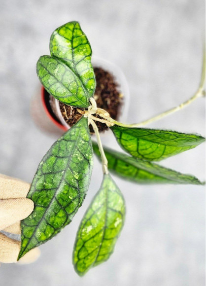 Hoya Clemensiorum Sarawak #002   