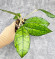 Hoya Clemensiorum Sarawak #002   