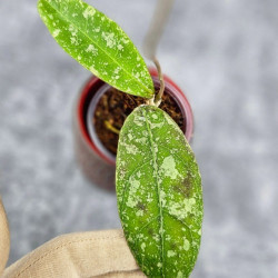 Hoya Kalimantan SLM04 Splash