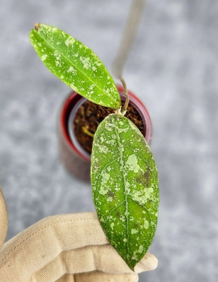 Hoya Kalimantan SLM04 Splash Hoya Kalimantan SLM04 Splash