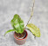 Hoya Undulata Army