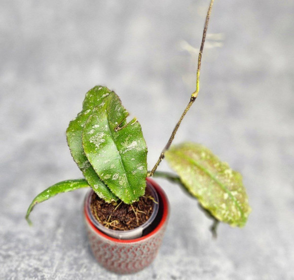 Hoya Undulata Army