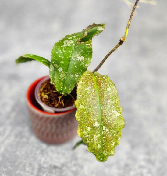 Hoya Undulata Army Hoya Undulata Army