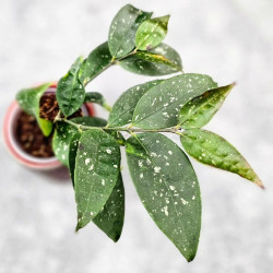 Hoya Sp Megatan East Java   