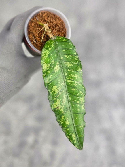 Hoya Sp Aceh Opop Hoya Sp Aceh Opop