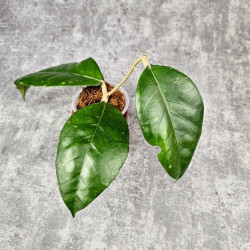 Hoya Sp. Aceh Canoe 