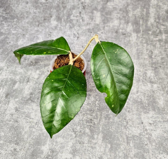 Hoya Sp. Aceh Canoe Hoya Sp. Aceh Canoe