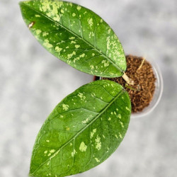 Hoya Sp. Aceh Sarami 