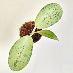 Hoya Emperor Silver