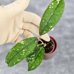 Hoya Clemensiorum Aceh #001 