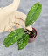 Hoya Clemensiorum Aceh #001 