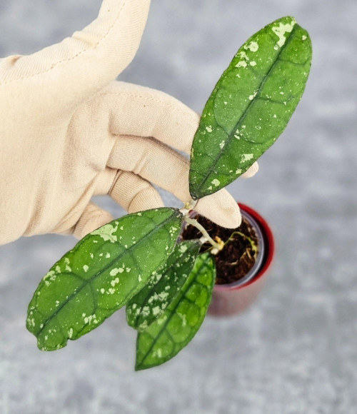 Hoya Clemensiorum Aceh #001 