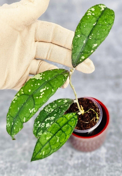 Hoya Clemensiorum Aceh #001 