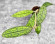Hoya Clemensiorum Aceh #025                                                                     