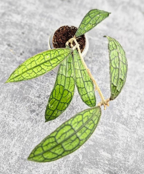 Hoya Clemensiorum Aceh #025                                                                     