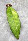 Hoya Clemensiorum Aceh ar #113