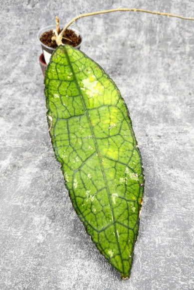 Hoya Clemensiorum Aceh ar #113
