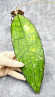 Hoya Clemensiorum Aceh ar #113