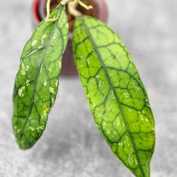 Hoya Clemensiorum Borneo Long