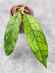 Hoya Clemensiorum Borneo Long