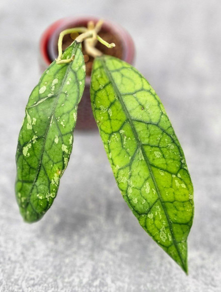 Hoya Clemensiorum Borneo Long