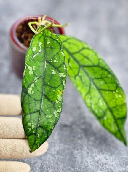 Hoya Clemensiorum Borneo Long Hoya Clemensiorum Borneo Long