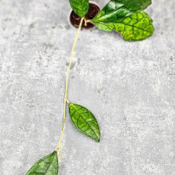 Hoya Clemensiorum Sarawak #002 