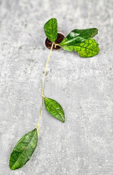 Hoya Clemensiorum Sarawak #002 
