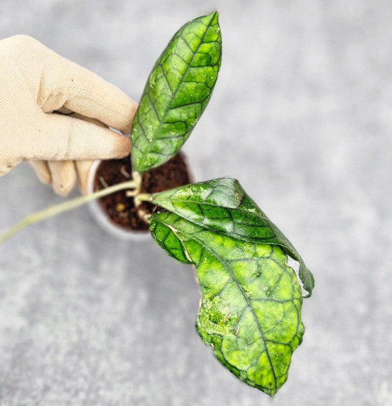 Hoya Clemensiorum Sarawak #002 Hoya Clemensiorum Sarawak #002