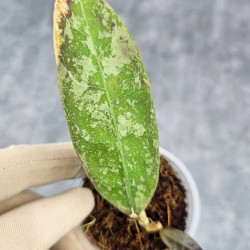 Hoya Kalimantan SLM04 Splash 